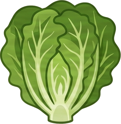 Lettuce