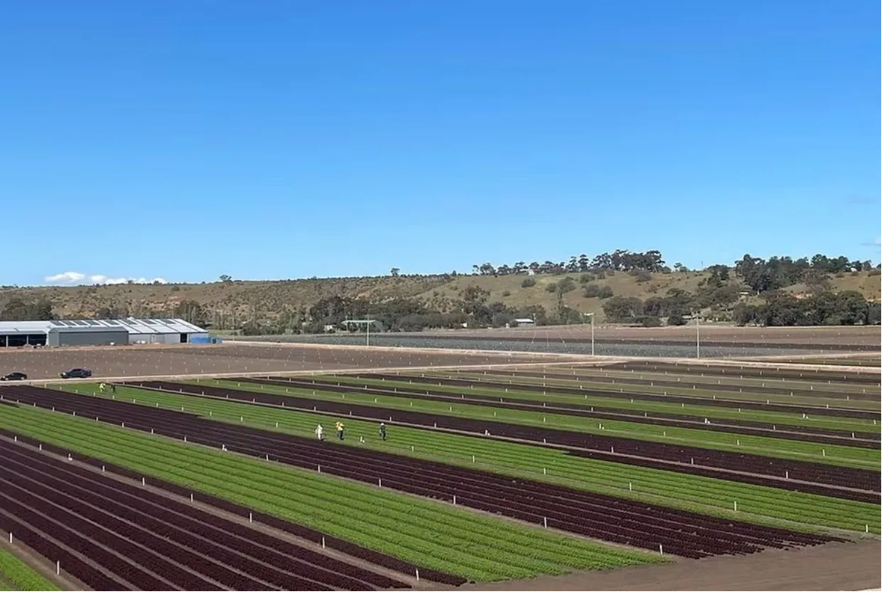Costs give impetus for innovation for leaf producer