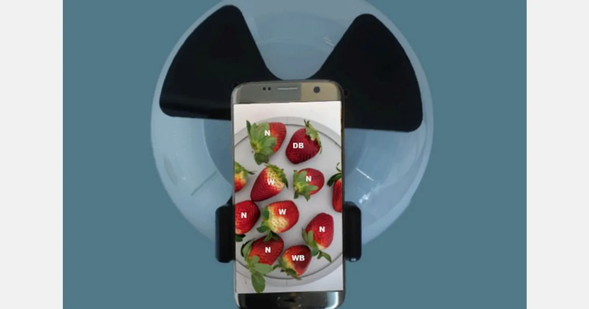 GoMicro brings AI to strawberry quality assessment
