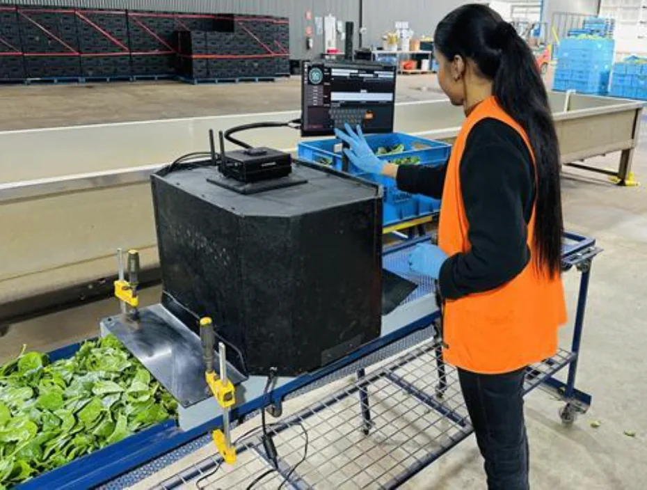 Boratto Farms leverages AI for leafy-green quality assessment